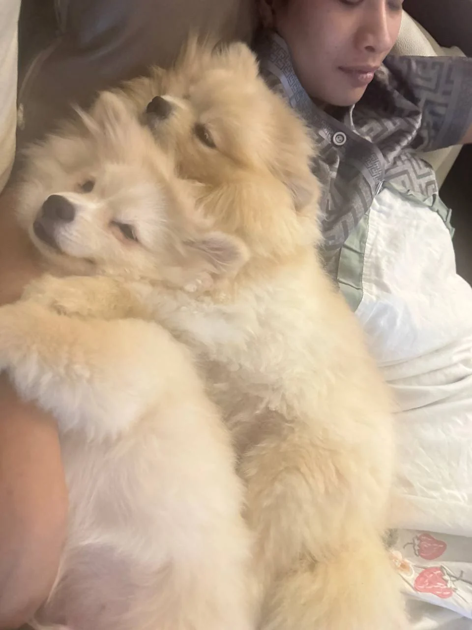 Two fluffy dogs cuddling closely at home
