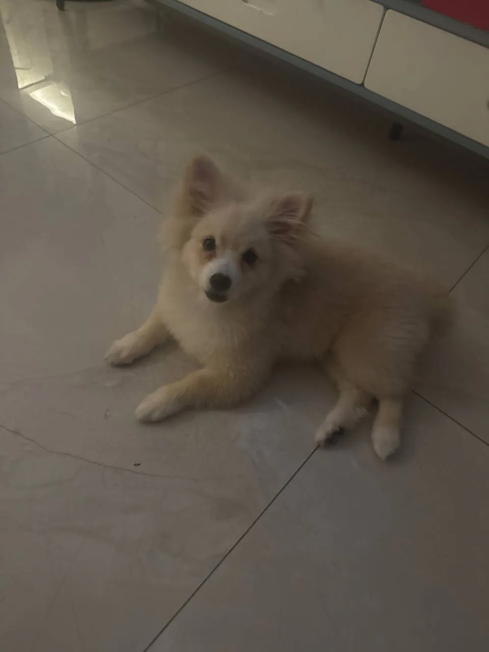 A fluffy white dog resting on the floor