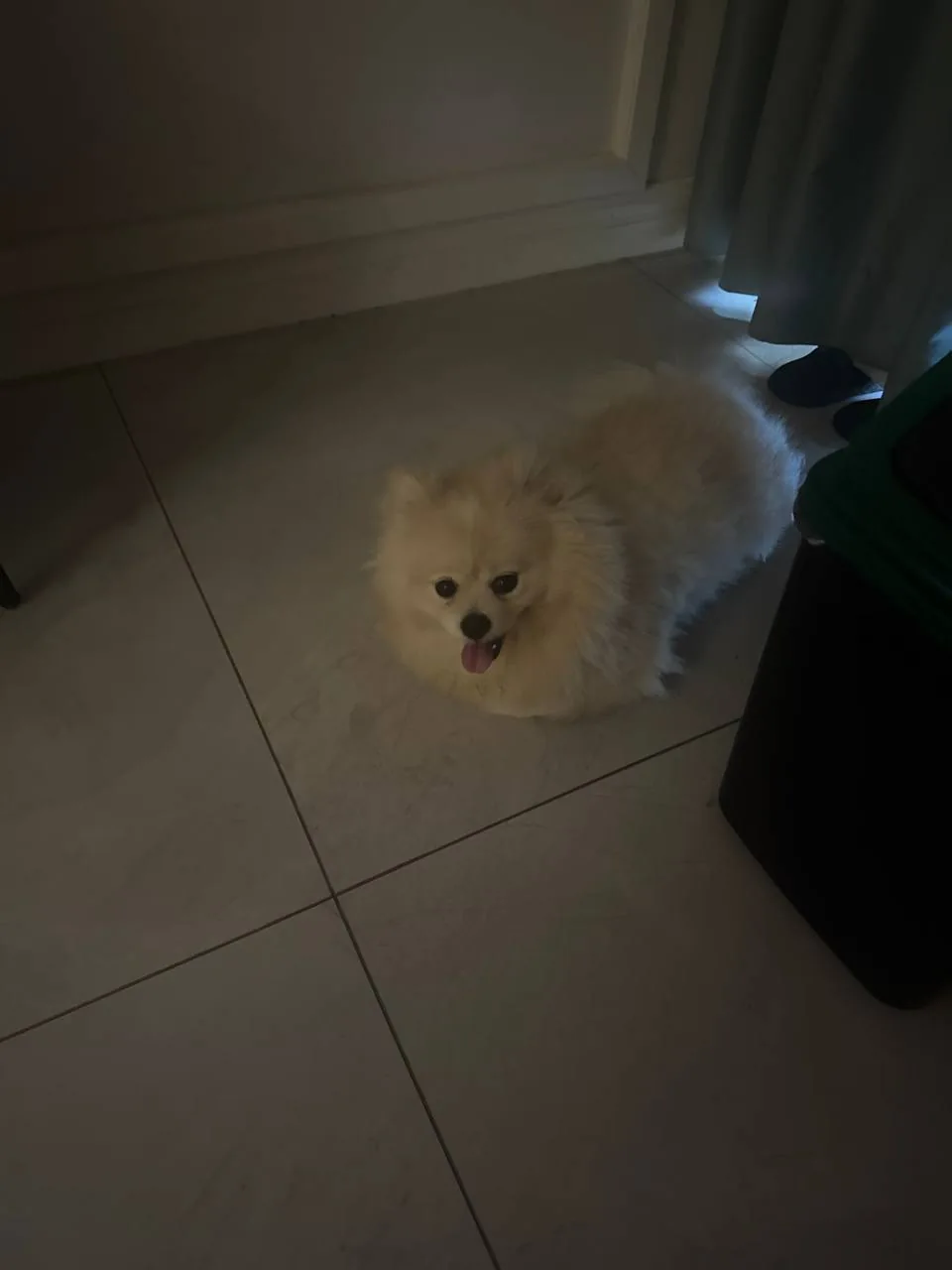 A fluffy dog looking up in a dim room