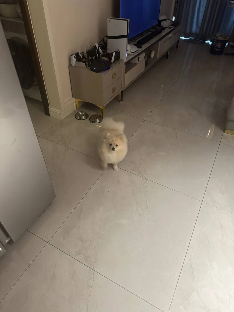 A small fluffy dog standing across the room