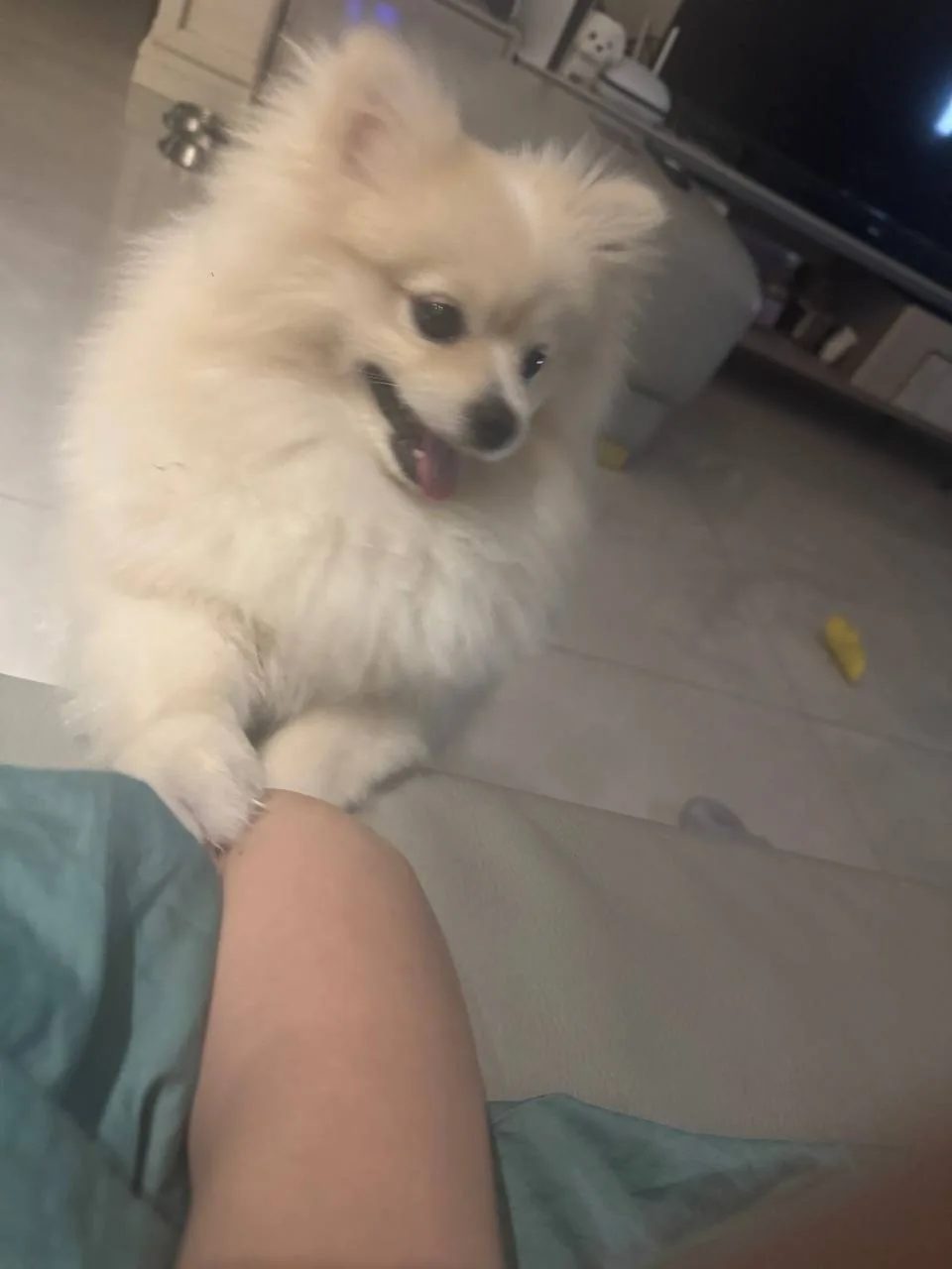 A fluffy dog placing a paw beside someone