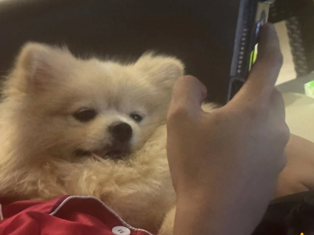 A sleepy dog relaxing beside someone