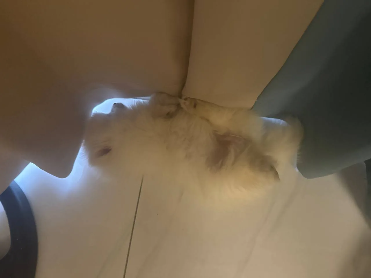 A fluffy dog lying under a sofa