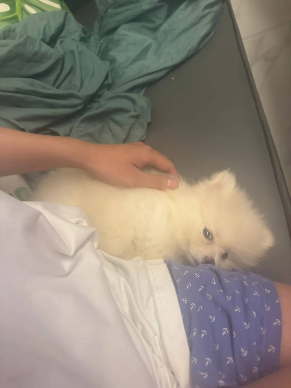A fluffy dog cuddling beside someone