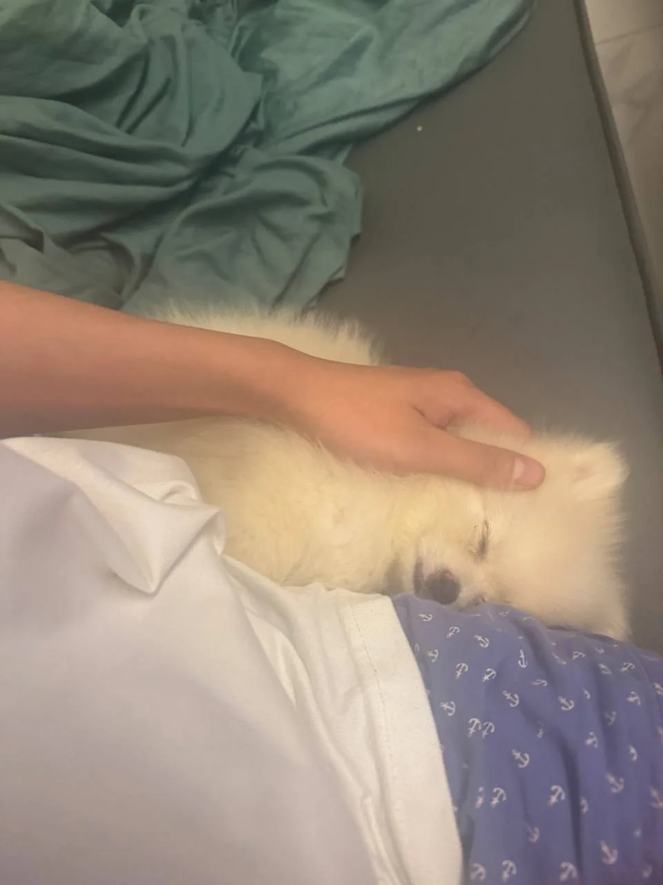 A sleepy dog being gently petted