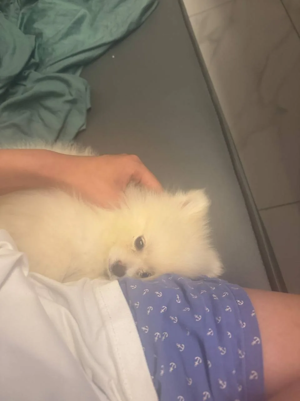 A relaxed fluffy dog resting close by