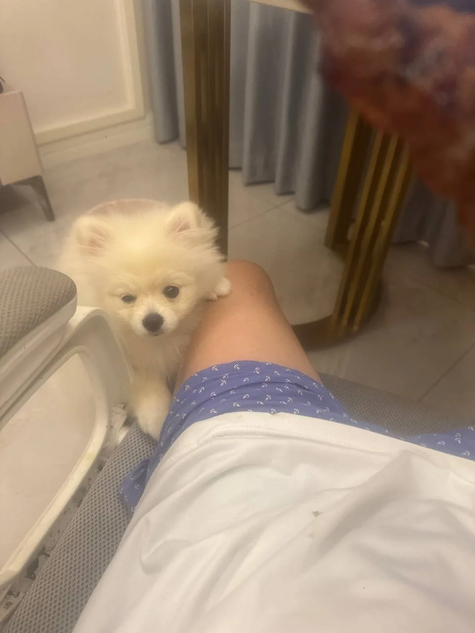 A small dog sitting beside a chair