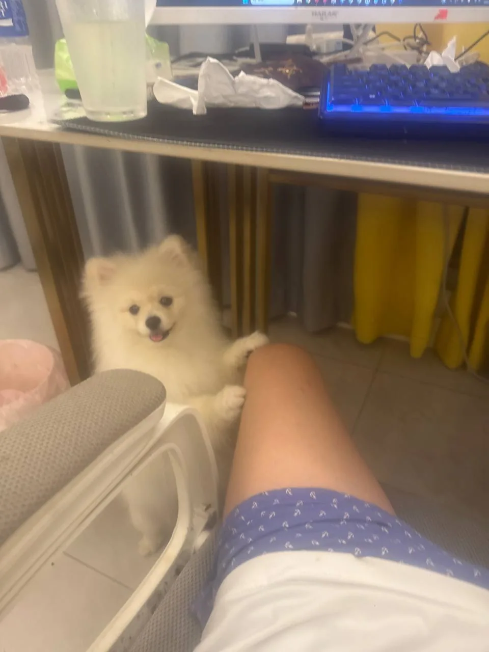 A smiling white dog beside a desk