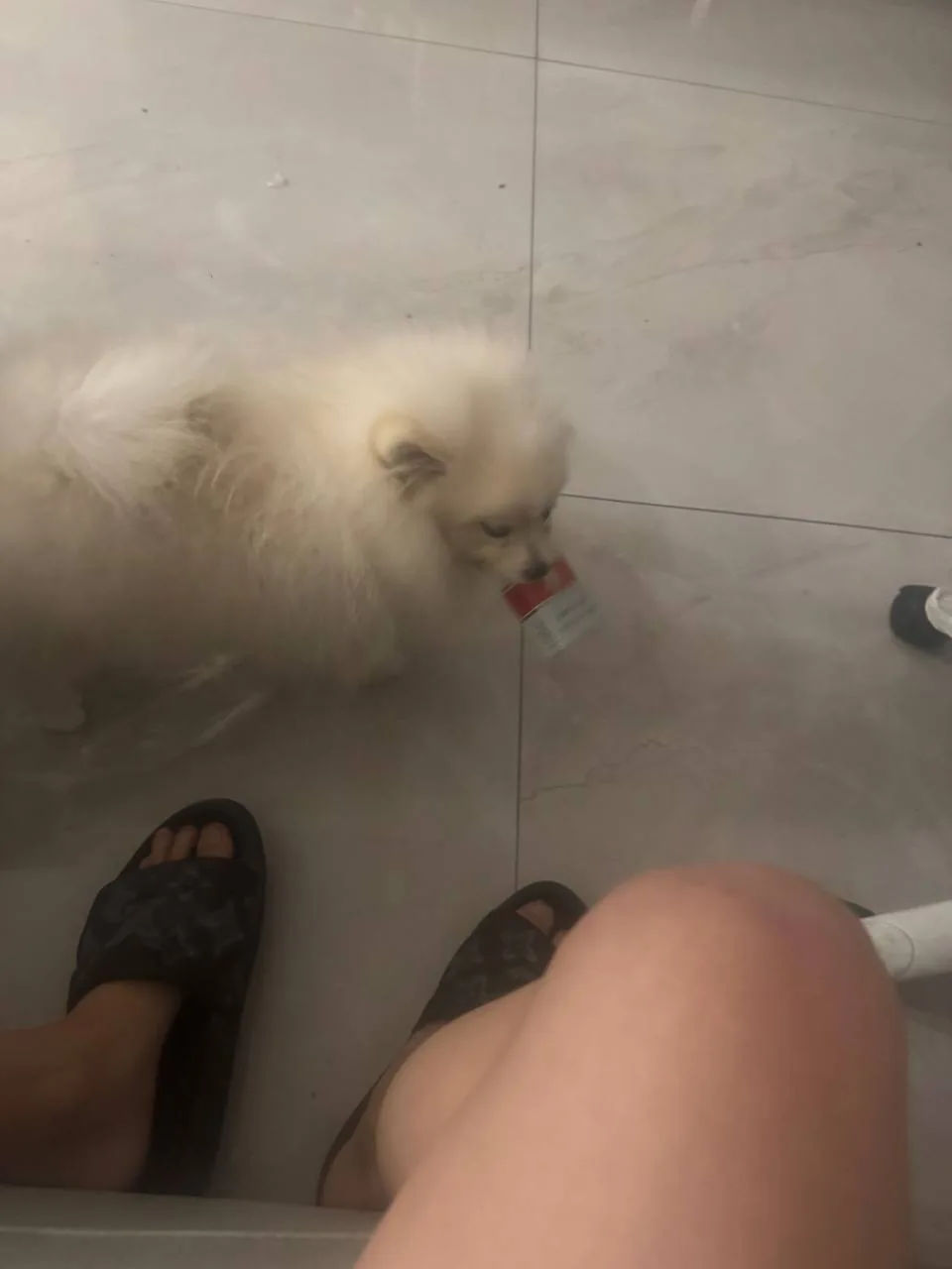 A fluffy dog carrying a small box