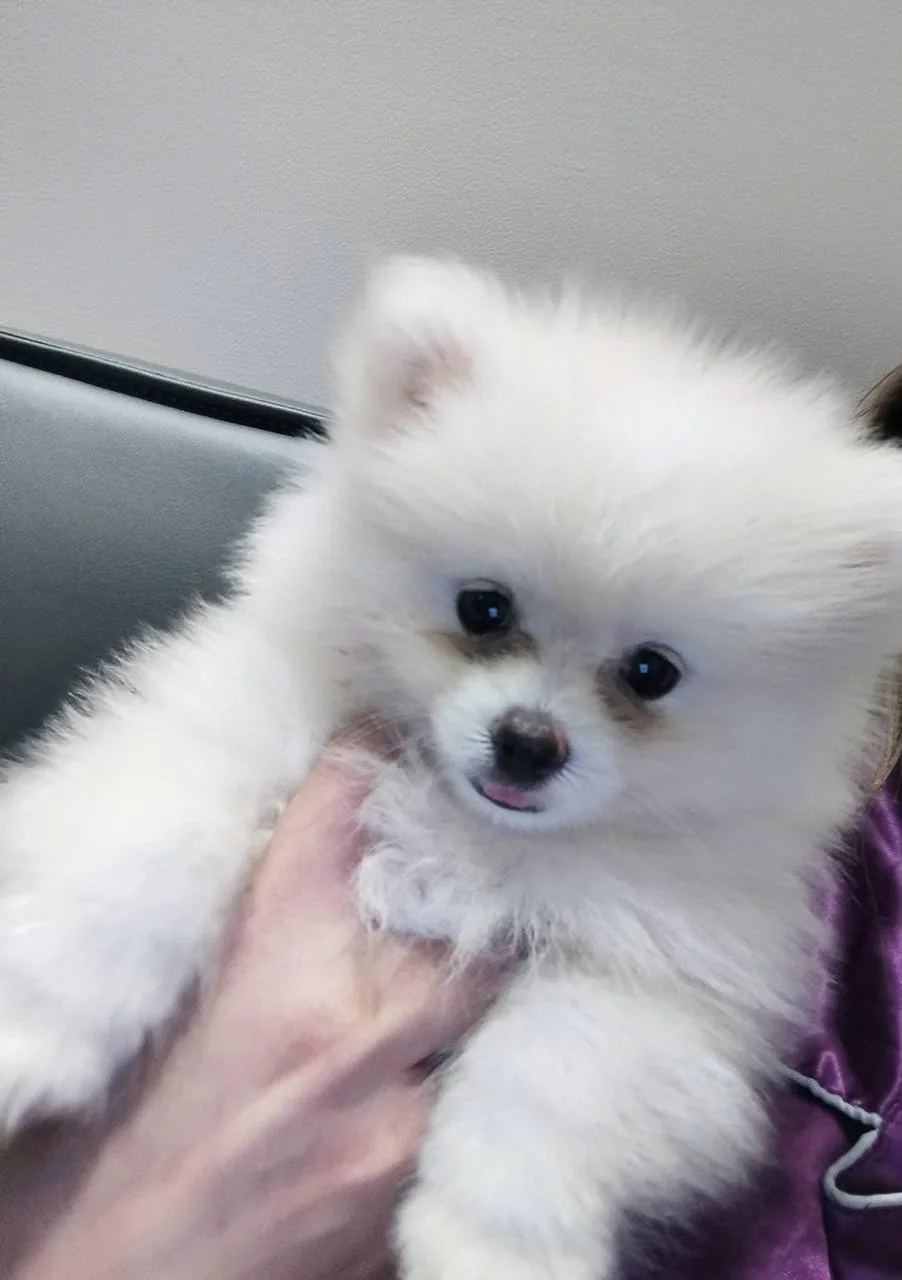 A close portrait of a tiny white puppy