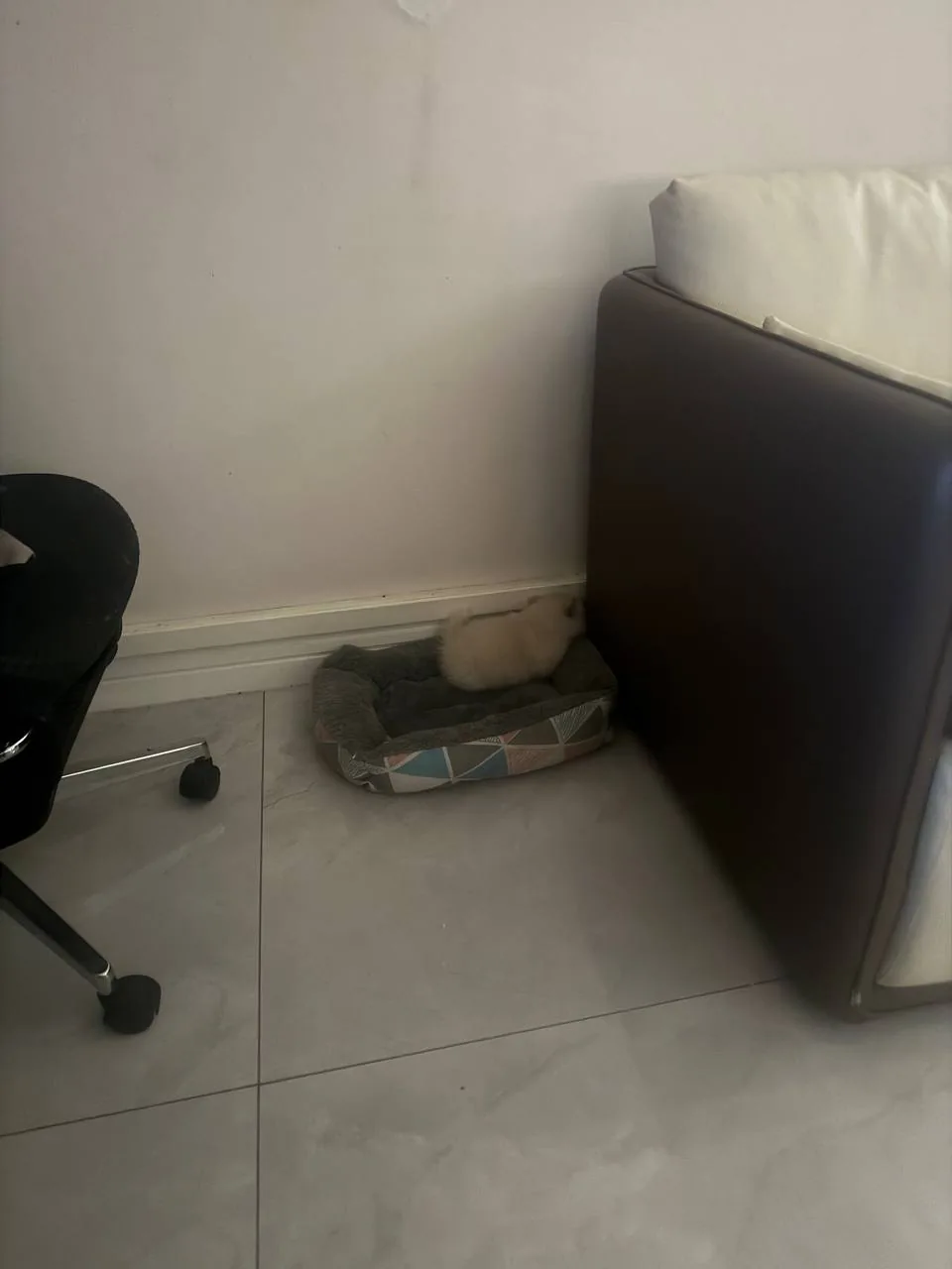 A tiny dog curled up in its bed