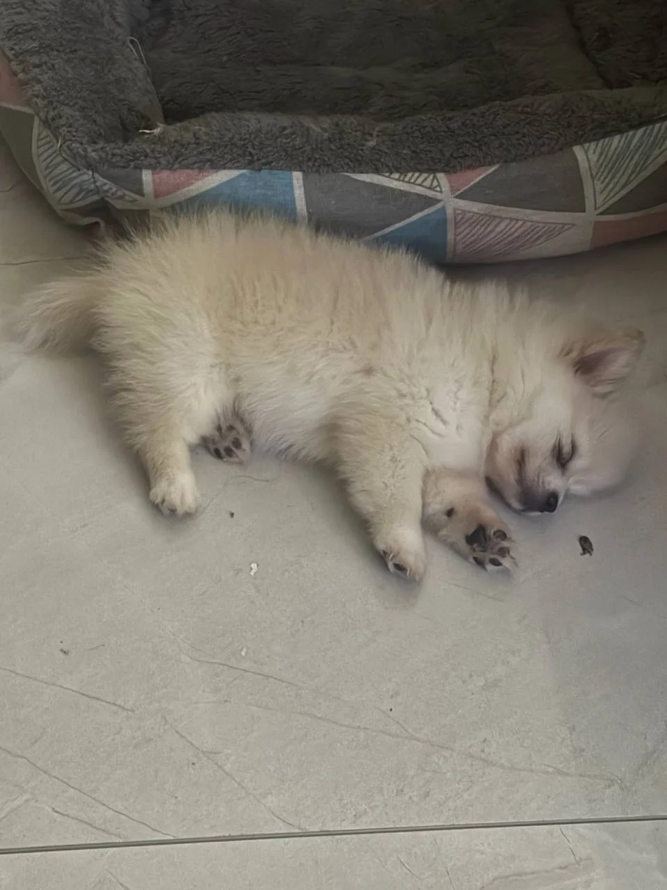 A fluffy puppy sleeping beside its bed