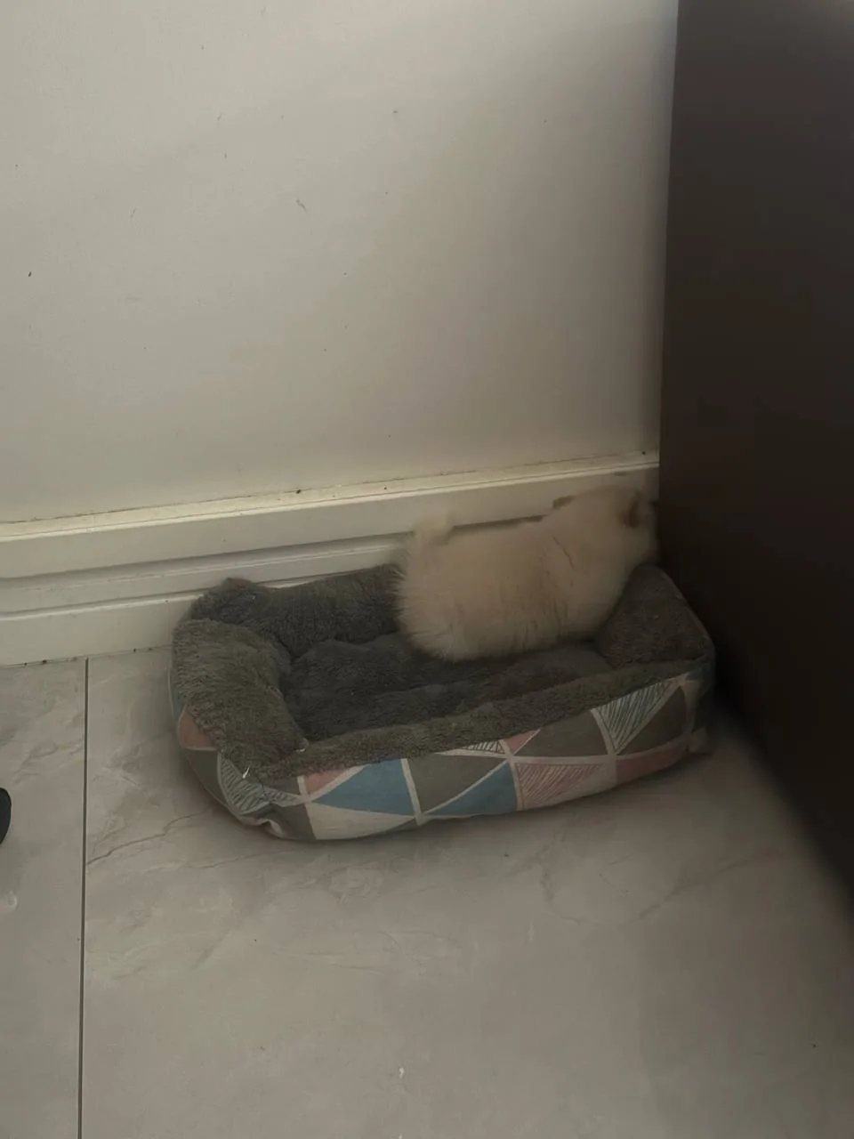 A small dog resting in a soft bed