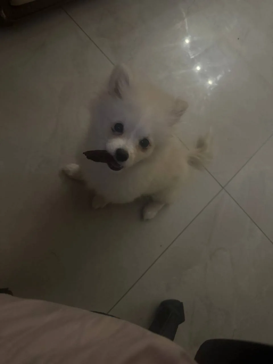 A playful puppy holding a toy